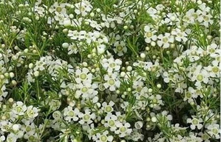 Chame Wax White 80 cm