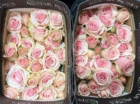 Ruža trsová Star Blush, Ekvádor 40 cm