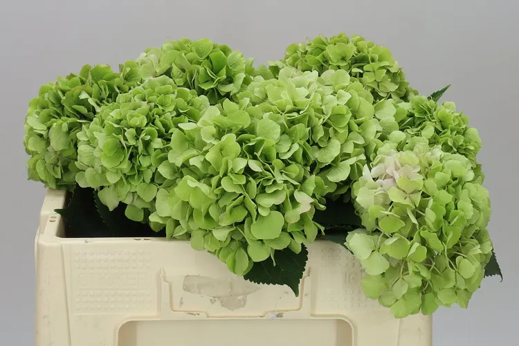 Hyd Verena Green Classic 50 cm
