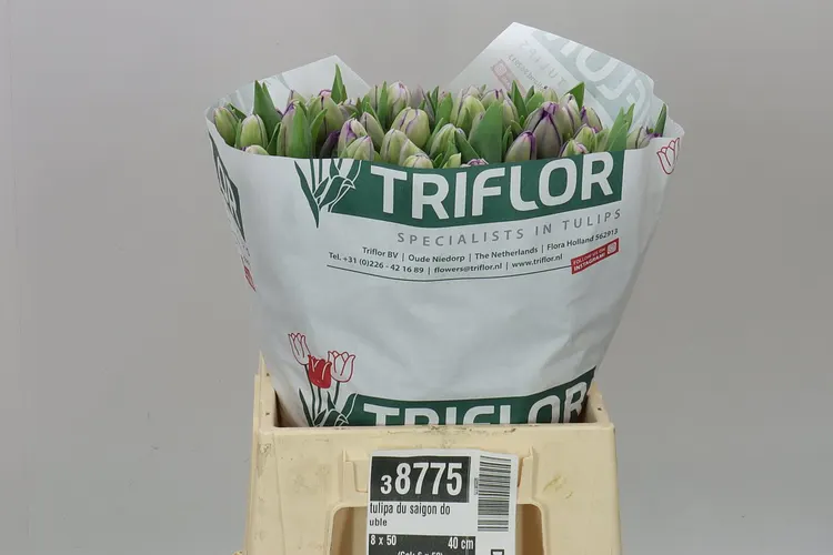 Tulipán plnokvetý Saigon Double 40 cm