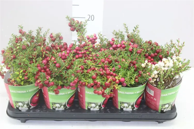 Pernettya mix Potcover črepník 10,5 cm