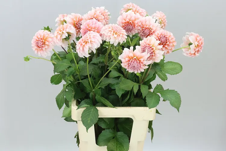 Dahlia Peaches 60 cm