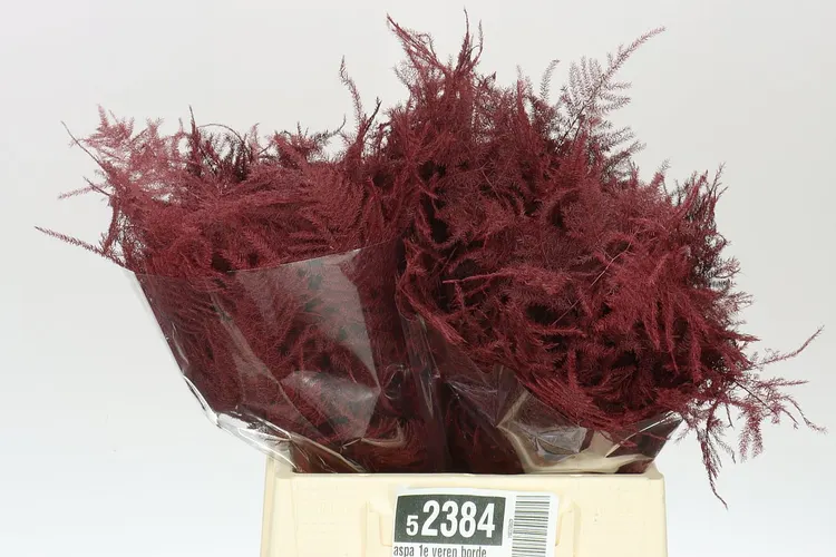 Aspa 1e Veren Bordeaux X50 45 cm