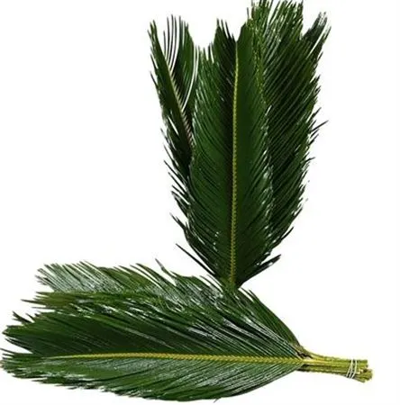 Cycas / A Bunch 80 cm