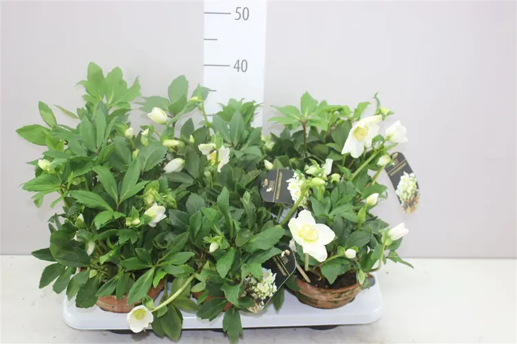 Helleborus Ni Hgc Jonas v kameninovom črepníku črepník 15 cm