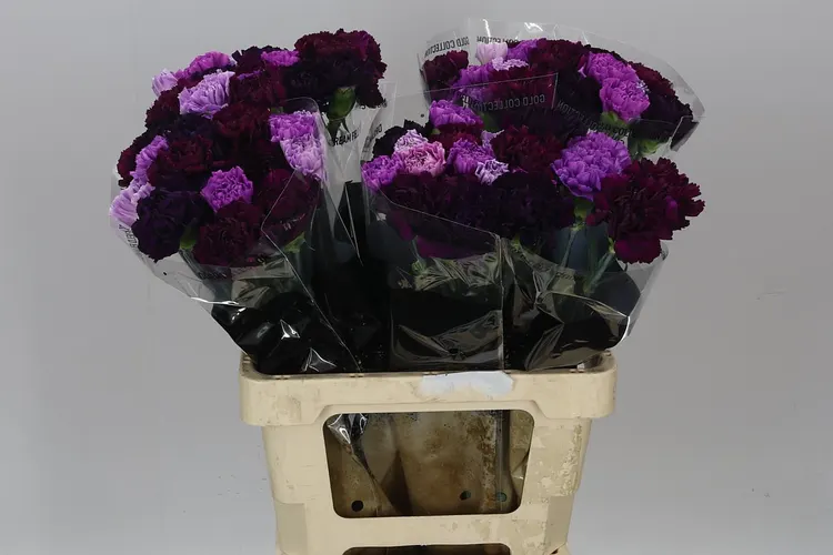 Karafiát mix Florigene 65 cm