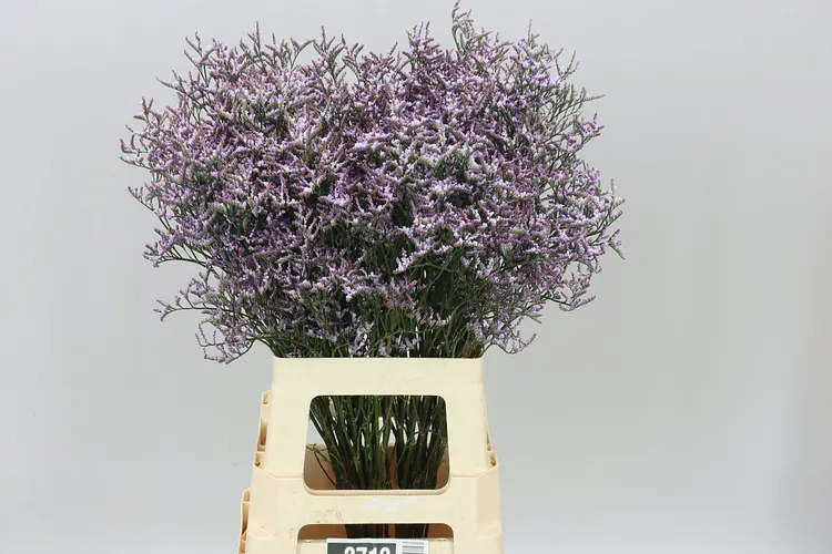 Limónium Saf Lilac 70 cm