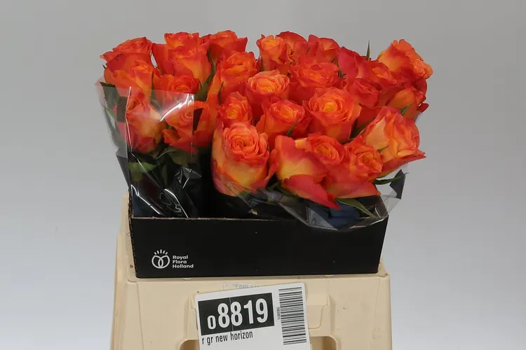 Rosa Gr New Horizon 50 cm
