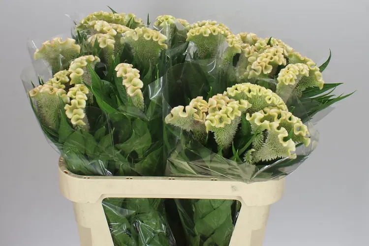 Celosia C Haute Couture 75 cm
