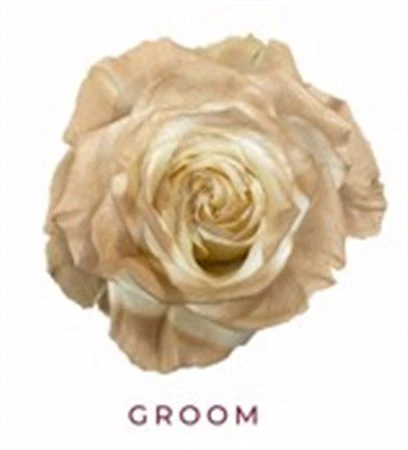 Ruža farbená Groom, Ekvádor 50 cm