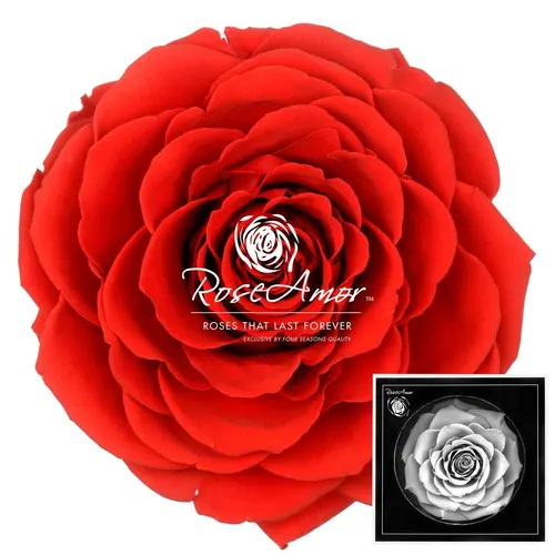 Stabilizovaná ruža Bonita ⌀ 9 cm, červená RED02