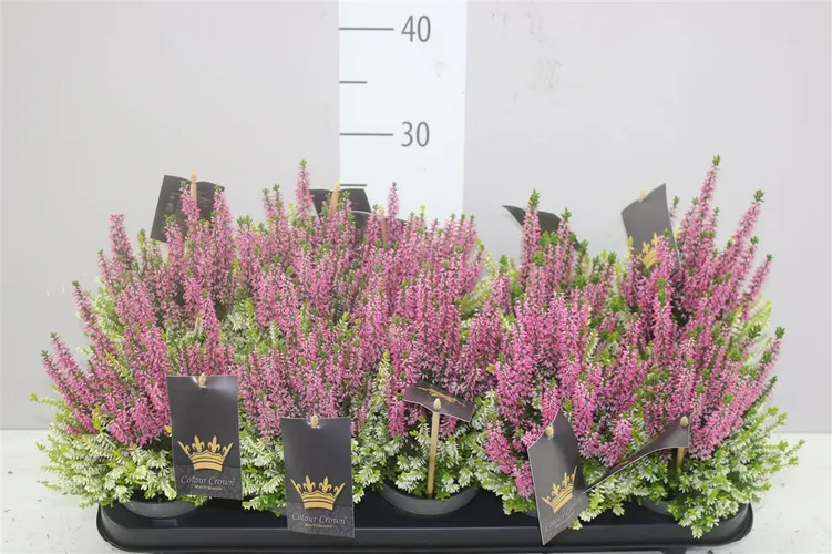 Calluna Beauty Ladies Crown Roze Wit črepník 11 cm