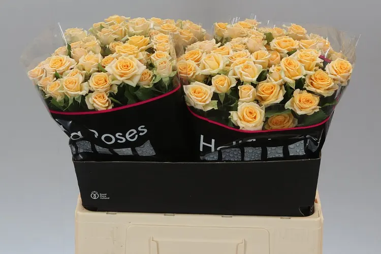 Rosa Tr Trinity 60 cm