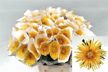 Chryzantémy veľkokveté (Chrysanthemum Blooms)