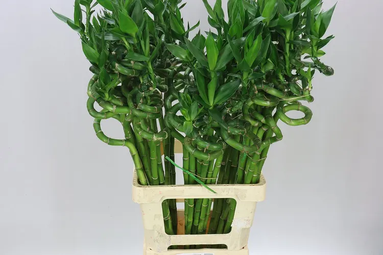 Lucky Bamboo Twisted 70 cm