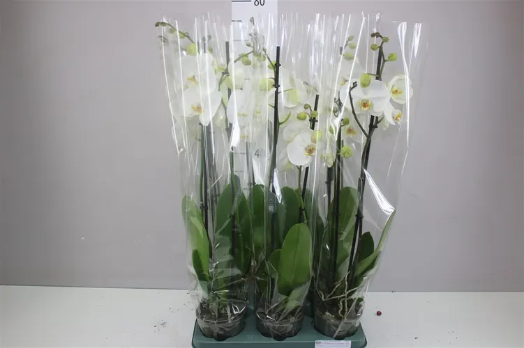 Phal Cambridge 2 Tak črepník 12 cm