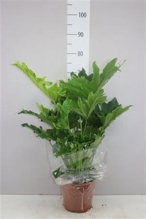 Philodendron Hope črepník 21 cm