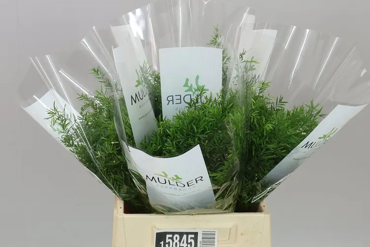 Asparagus Cwebe 40 cm