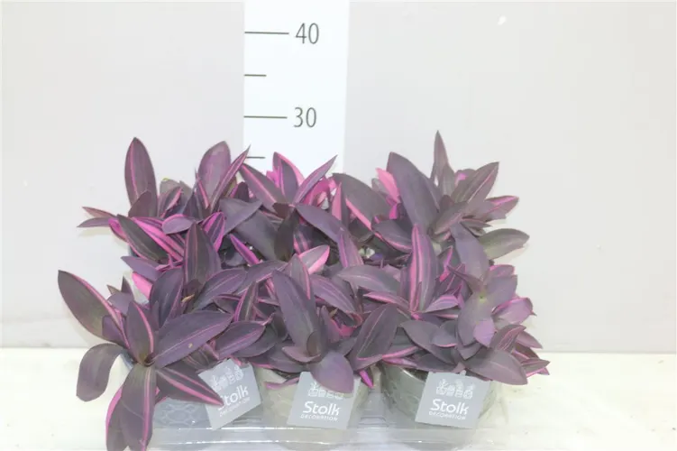 Tradescantia Pink Stripe Gaia Keramiek črepník 13 cm