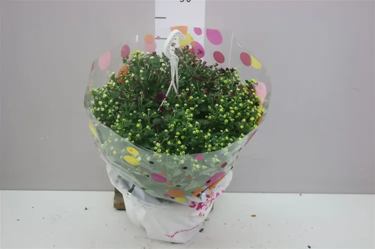Chryzantéma črepníková Skyfall mix In, závesný črepník črepník 25 cm