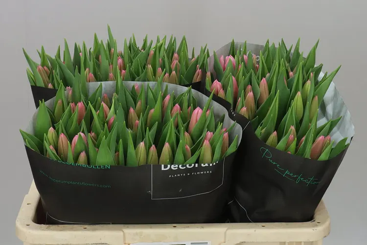 Tulipán jednoduchý Milkshake 38 cm