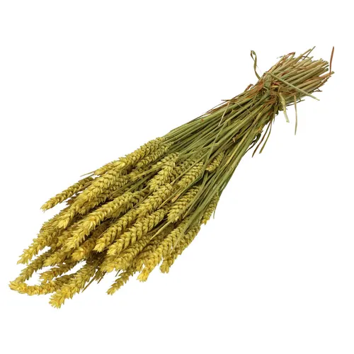 Sušený kvet Wheat 60- žltá 70 cm