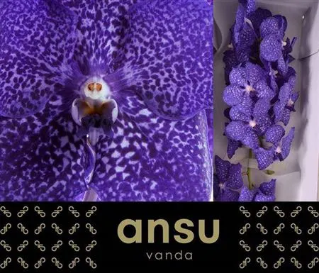 Orchidea Vanda Su Blueb Smoot 20 cm