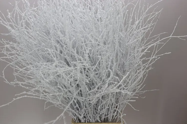 Breza Snow 120 cm