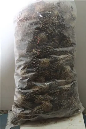 Pine Cone 5 Kilo