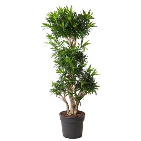 Dracéna Song Of Jamaica rozvetvená črepník 40 cm