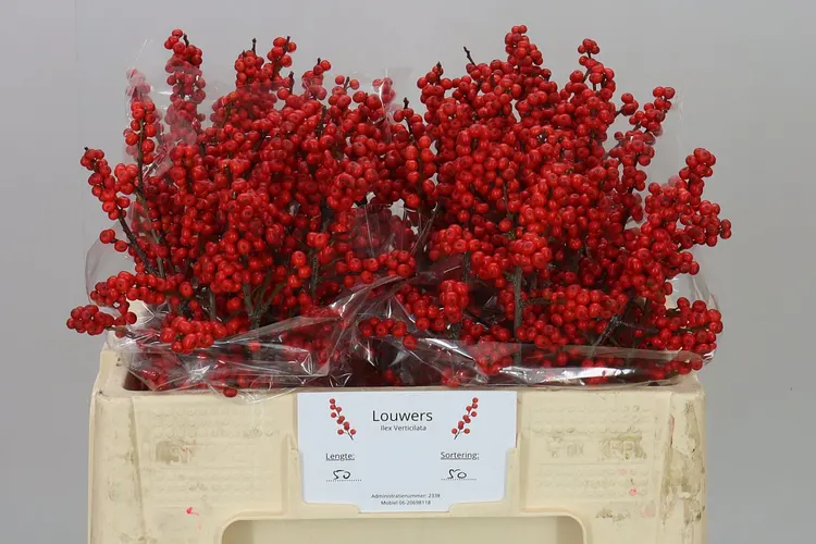 Ilex Verticillata 50 cm