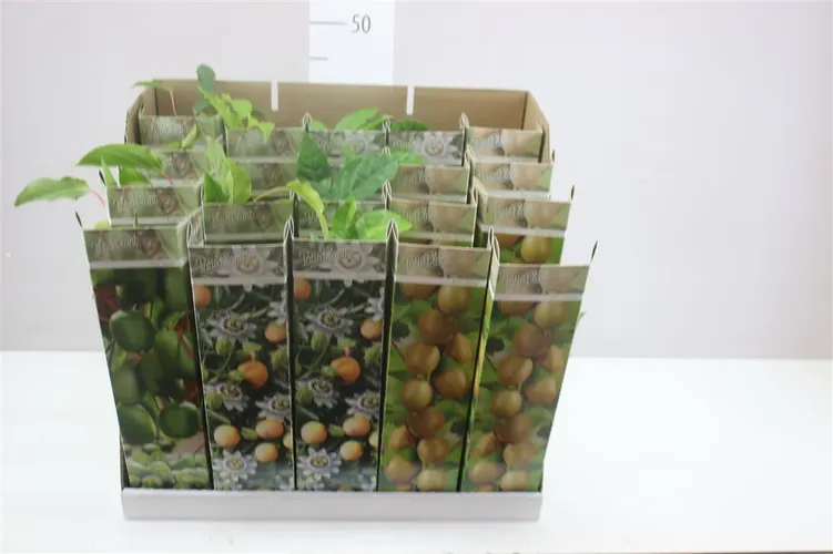 Exotic Fruit Mix Patio črepník 9 cm