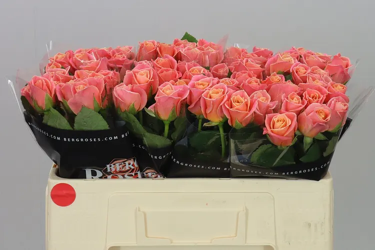 Rosa Gr Miss Piggy 50 cm
