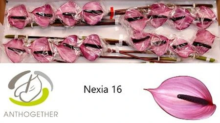 Antúrium Nexia