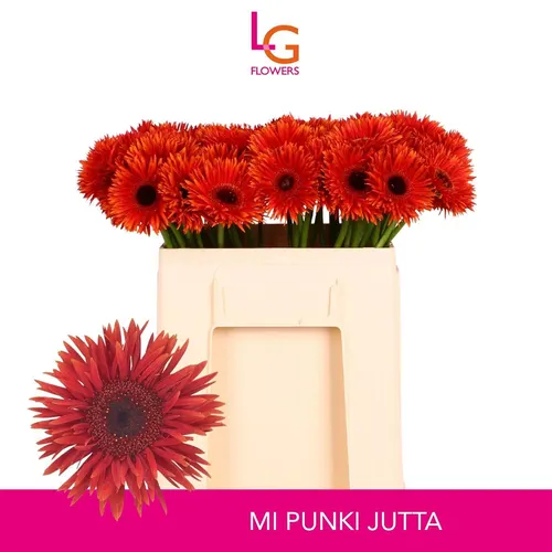 Germini Aqua Spider Jutta 50 cm