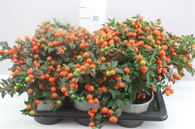 Solanum Ps Bartoli Bes črepník 17 cm
