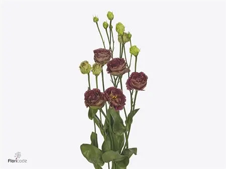 Eust Du Rosanne D Brown 72 cm