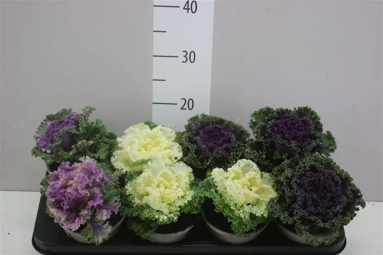 Okrasná kapusta Sierkool Gekruld mix črepník 13 cm
