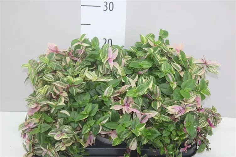 Tradescantia Fl Quadricolor črepník 12 cm