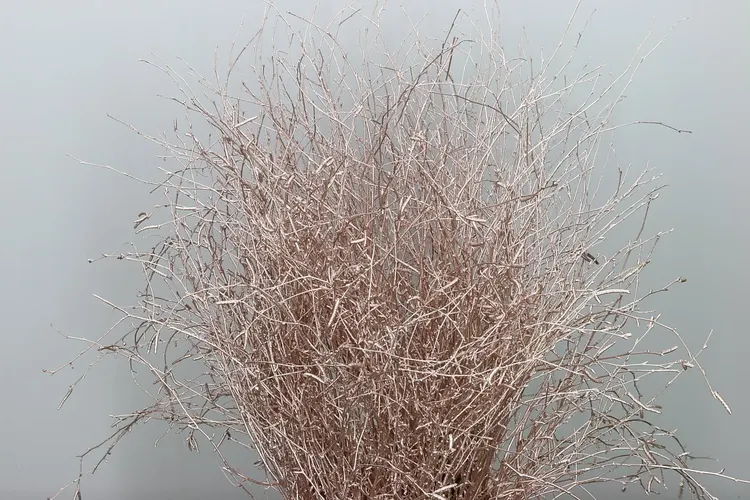 Berk Champange Glitter 120 cm