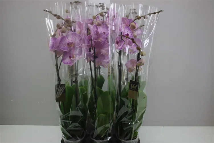 Phal Krakow 2 Tak črepník 12 cm