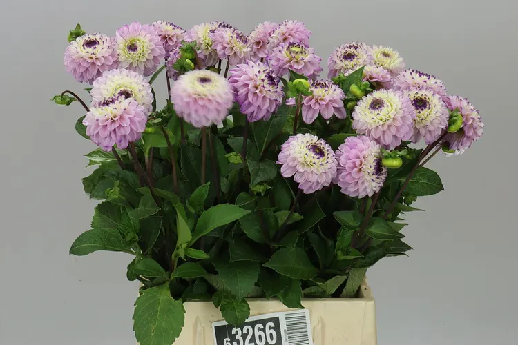 Dahlia Genova 45 cm