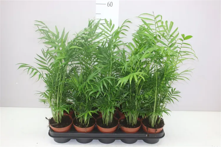 Chamaedorea Elegans črepník 12 cm