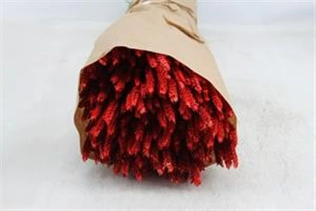 Wheat Red, sušené 60 cm