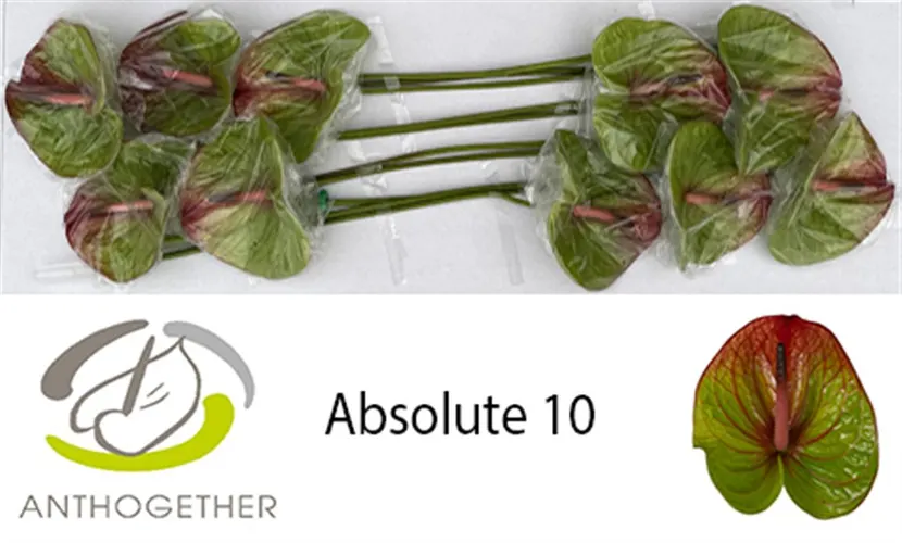 Anth Absolute