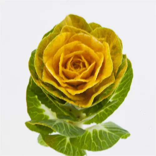 Brassica Powdered Yellow 60 cm