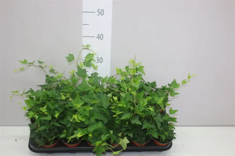 Brečtan Shamrock črepník 9 cm