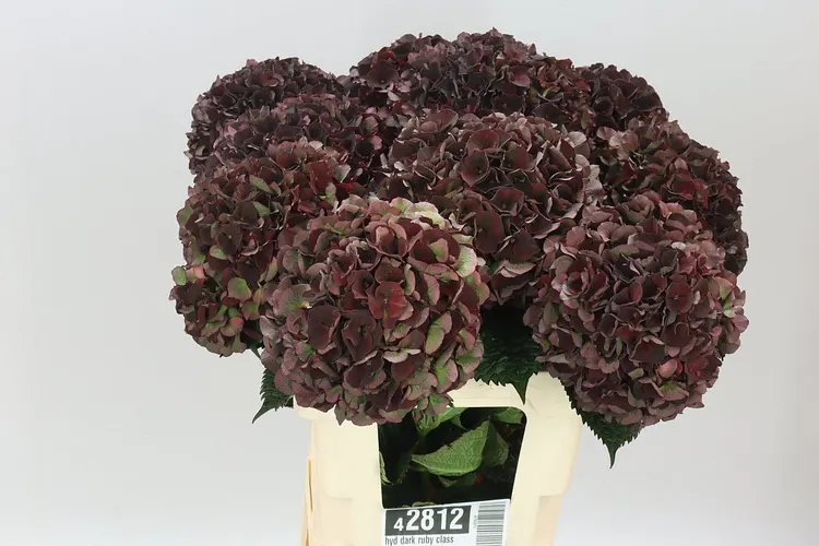Hortenzia Dark Ruby Classic 60 cm