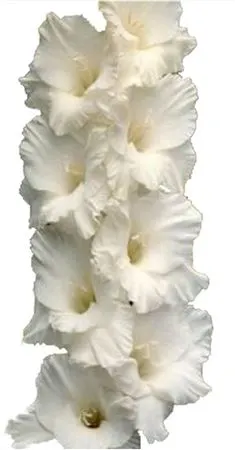 Glad. White 100cm 100 cm