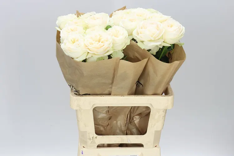 Rosa Gar Asha Rose 60 cm